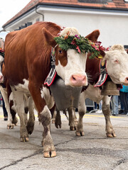 Canton of Vaud, Switzerland; January 30 2025: Decorated cows with elaborate floral wreaths and large traditional bells (Treichel) parading during the annual D&eacute;salpe, or Alpabzug.