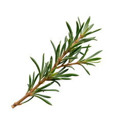 Fototapeta premium Fresh Green Rosemary Herb Sprig on White Background for Cooking Use