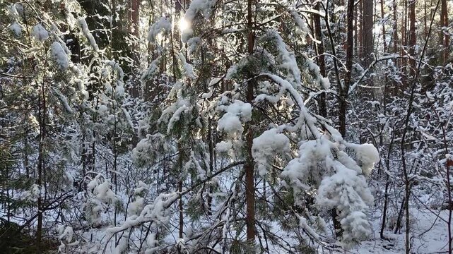 The rays of the setting sun break through the branches of trees covered with the first snow. High quality 4k footage