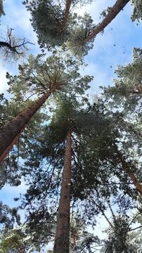 The first snow falls from the treetops in the coniferous forest. High quality 4k footage