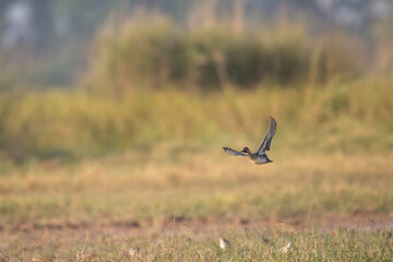 Green-Winged Teal captured in flight, demonstrating natural movement and aerial behavior.