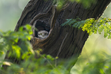 A Spotted Owl (Owlet) with large yellow eyes is captured peeking out from a natural hole in a weathered tree trunk. Green, softly focused foliage frames the scene.