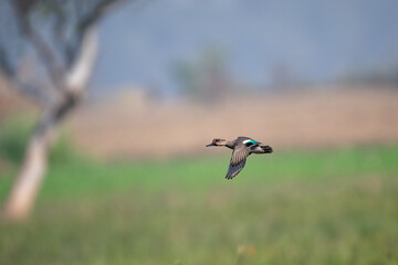 A Green-Winged Teal (Anas crecca) flying gracefully over a wetland ecosystem.