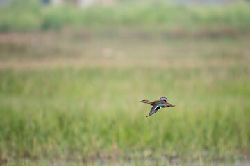 Green-Winged Teal captured in flight, demonstrating natural movement and aerial behavior.