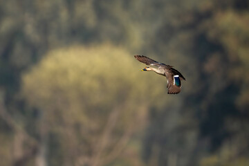 Spot-Billed Duck Captured in Flight