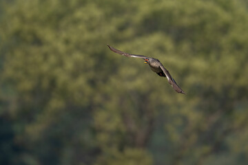 Indian Spot-Billed Duck on Aerial Journey