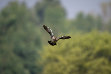 Flying Indian Spot-Billed Duck soaring over marshland, showing its distinctive bill pattern.