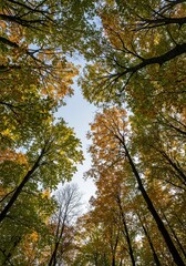 Dense forest canopy in early September showing the first hints of autumn color against a bright sky, signaling seasonal change ,trees ,organic ,forest