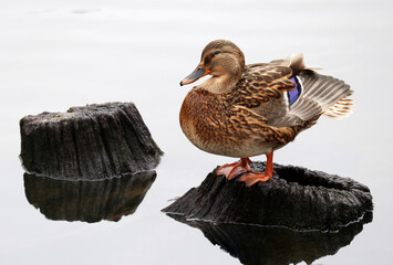  A beautiful female wild duck on the shore of a forest lake on a cloudy autumn day