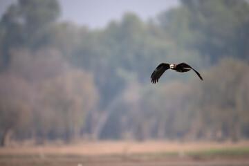 Circus aeruginosus soaring calmly above a wetland landscape in a natural outdoor setting.