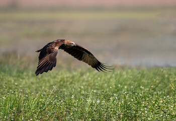 A wild brahminy kite in active hunting mode, soaring gracefully over wetland vegetation.