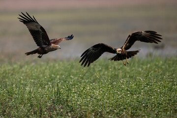 A brahminy kite (Haliastur indus) and a marsh harrier (Circus aeruginosus) engage in an aerial hunting dispute over a wetland.