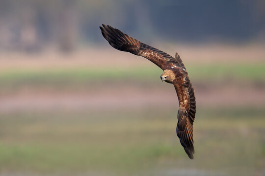 The brahminy kite glides above a marsh habitat, scanning the water surface for potential food.