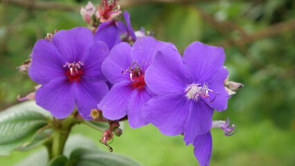 Close-up of vibrant purple wildflowers in daylight, captured outdoors with shallow depth of field highlighting petals, stamens, and natural garden background