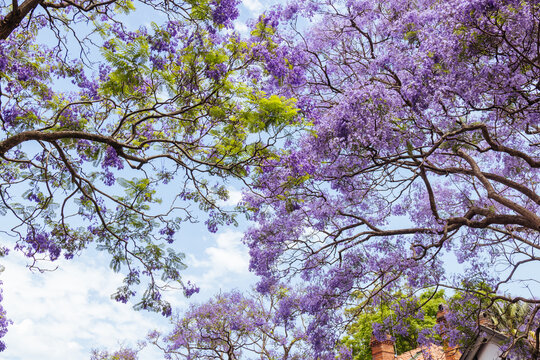 Jacaranda Trees in Sydney Australia