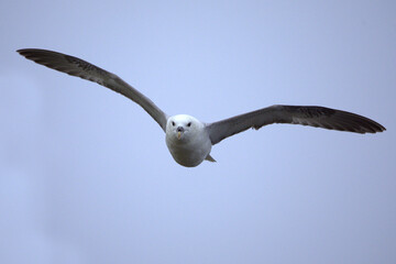 Northern Fulmar flying in the waters of the North Atlantic in northwest Iceland