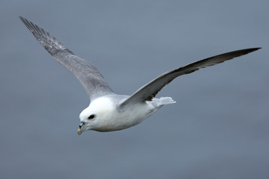 Northern Fulmar flying in the waters of the North Atlantic in northwest Iceland