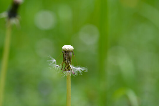 A dandelion seed head, mostly blown away, stands in focus against a soft green bokeh background, with a few remaining seeds clinging on - Latin name - Taraxacum officinale