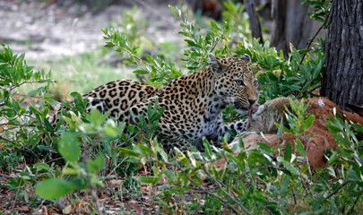 Female leopard on a kill in Botswana