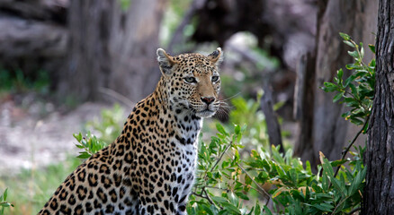 Female leopard on a kill in Botswana