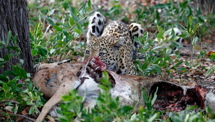 Female leopard on a kill in Botswana