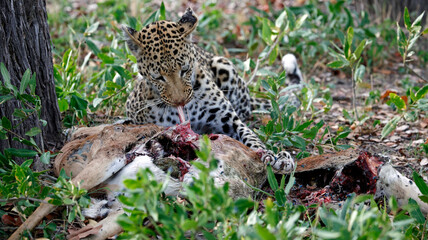 Female leopard on a kill in Botswana