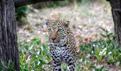 Female leopard on a kill in Botswana