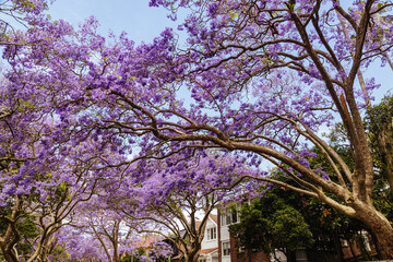 Jacaranda Trees in Sydney Australia
