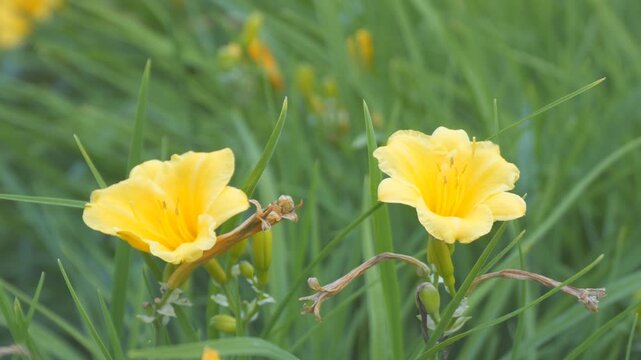 Yellow flowers hybrid daylily Stella de oro in the Garden close up. Camera panning