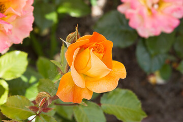 Orange rose close-up. A blooming rose in the garden