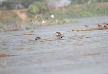 A beautiful female Northern shoveler duck with black winged stilt in the shallow, reflective water of a wetland with blurred background.