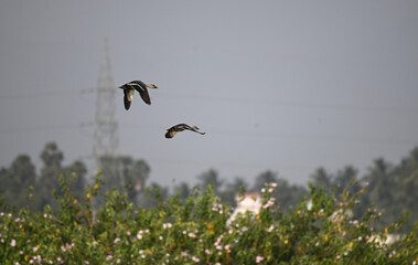 Striking of two ducks in flight against a moody sky, they are Lesser whistling ducks with blurred background.