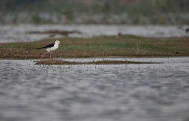 A beautiful Black winged stilt wades gracefully in a shallow water, background is soft, muted grasses, like wetland.