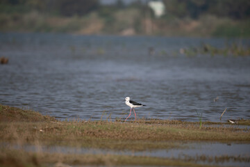 A beautiful Black winged stilt wades gracefully in a shallow water, background is soft, muted grasses, like wetland.