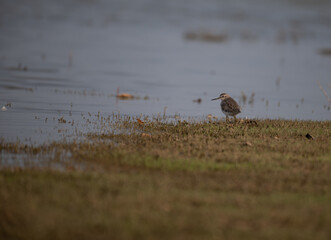 A beautiful Wood sandpiper wading in shallow water at a wetland with a blurred warm toned natural background.