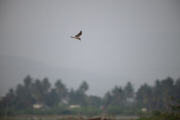 A common river tern in mid flight with its wings fully spread, soaring over the sky. The background is well blurred with lush green and blue sky.