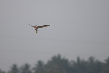 A common river tern in mid flight with its wings fully spread, soaring over the sky. The background is well blurred with lush green and blue sky.