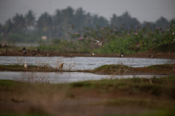 A common river tern in mid flight with its wings fully spread, soaring over the sky. The background is well blurred with lush green and blue sky.