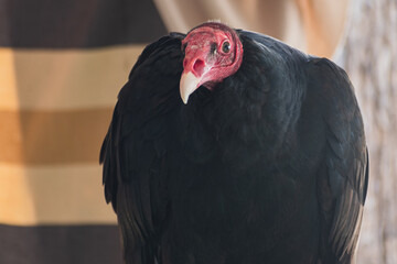Turkey Vulture Exhibition in Spain