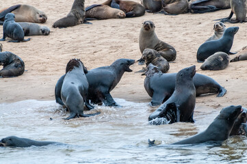 Telephoto of the huge seal colony along the Namibian coast, near walvis bay.