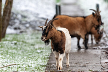 Telephoto of a group of Goats in a snowy field in winter time in East-Flanders, Belgium