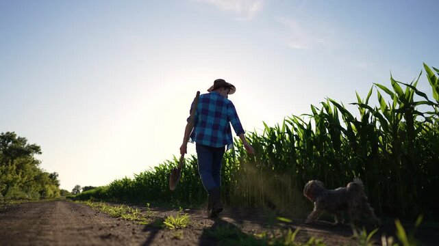 Farmer walking with dog along dirt road by corn field at sunset carrying guitar and wearing hat while sun flare silhouettes man in rural landscape showing farmer walking with dog near crop