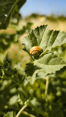 Green fern leaf with snail