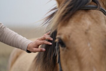 A Close Encounter Between a Person and a Beautiful Horse, Showcasing the Bond and Interaction in a Serene Natural Setting