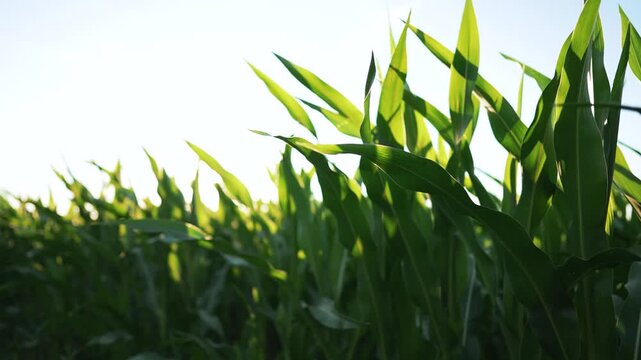 Backlit corn field with tall leaf under bright sun showing green stalk and plant detail in crop row on farm highlighting agriculture pattern and growth repeating corn leaf and green crop texture