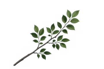 Green tree branch with fresh leaves, natural spring foliage, botanical element on transparent background