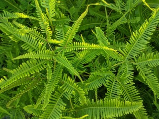 Lush Green Tropical Fern Foliage Texture