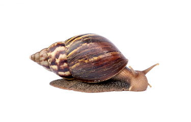 Achatina fulica or Lissachatina fulica. Giant African land snail are crawling or moving slowly isolated on white background.