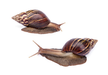 Achatina fulica or Lissachatina fulica. Giant African land snail are crawling or moving slowly isolated on white background.