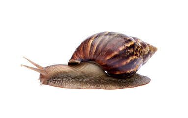 Achatina fulica or Lissachatina fulica. Giant African land snail are crawling or moving slowly isolated on white background.